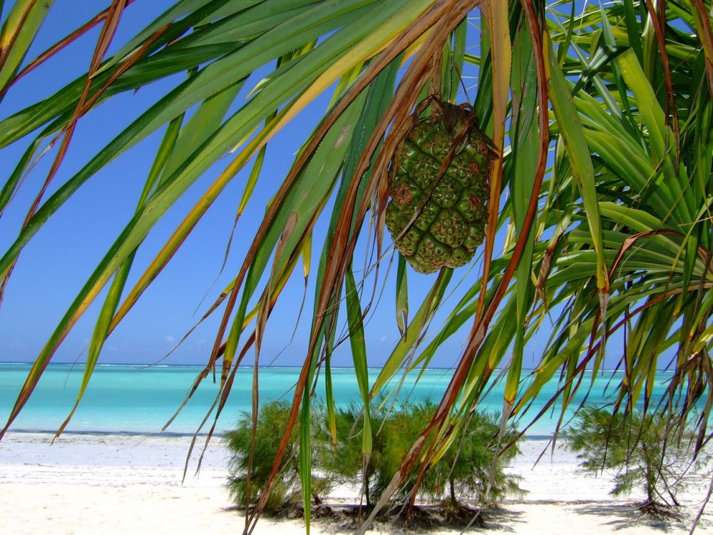 Vad kostar en resa till Zanzibar?